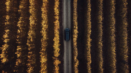 Auto auf der Straße inmitten eines landwirtschaftlichen Feldes bei Sonnenuntergang - ACPF01412