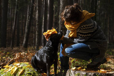 Verspielte Frau mit Hund hält Herbstblätter im Wald - MRRF01717