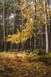 Frau mit Hund sammelt Herbstblätter im Wald - MRRF01718