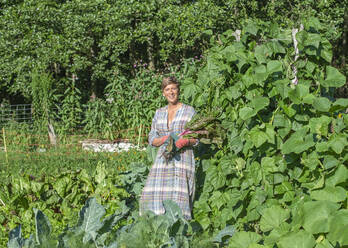 Landarbeiter hält geernteten Mangold im Gemüsegarten - BFRF02368