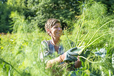 Woman with gloves harvesting fennel from organic farm - BFRF02369