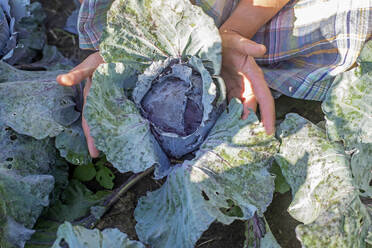 Frau bei der Ernte von Rotkohl auf einem Biohof - BFRF02370