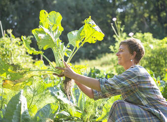 Farm worker harvesting kohlrabi in vegetable garden - BFRF02372