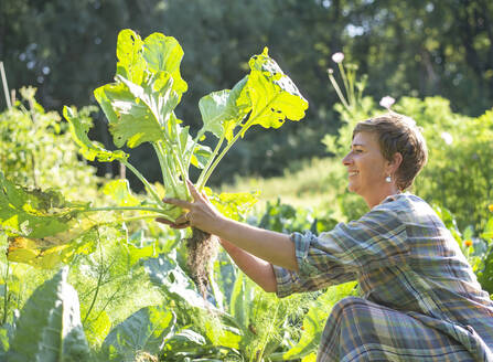 Landarbeiter bei der Ernte von Kohlrabi im Gemüsegarten - BFRF02372