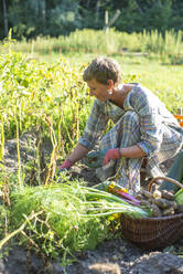 Farm worker collecting vegetables from garden in basket - BFRF02375