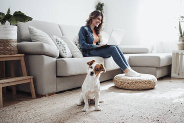 Jack Russell Terrier mit Geschäftsfrau, die im Hintergrund zu Hause arbeitet - EBBF04905
