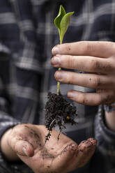 Hands of young man holding freshly dug seedling - LBF03545