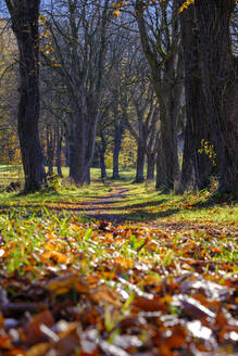 Footpath stretching between bare trees in autumn forest - LBF03552