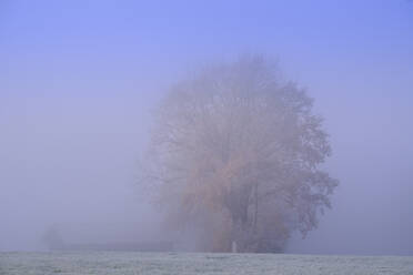 Herbstbaum in dichten Morgennebel gehüllt - LBF03554