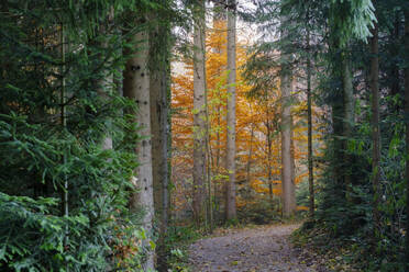 Empty footpath in autumn forest - LBF03555