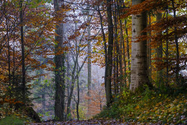 Foggy morning in autumn forest - LBF03557