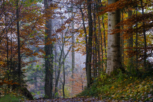 Nebliger Morgen im Herbstwald - LBF03557