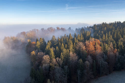 Drone view of autumn forest shrouded in morning mist - LBF03559