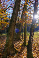 Herbstwald bei ruhigem Sonnenaufgang - LBF03560