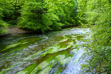 Der Fluss Wurm fließt durch den Sommerwald - LBF03580