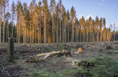 Spruce trees damaged by bark beetle infestation - PVCF01324