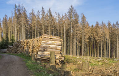 Holzstapel im Nationalpark Harz geschlagen - PVCF01325