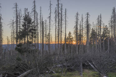 Bare spruce trees in Harz National Parkz at dusk - PVCF01327