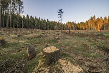 Spruce trees damaged by bark beetle infestation - PVCF01329