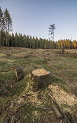 Spruce trees damaged by bark beetle infestation - PVCF01330