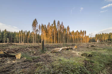 Spruce trees damaged by bark beetle infestation - PVCF01331