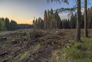 Spruce trees damaged by bark beetle infestation - PVCF01332