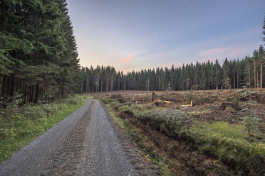 Gravel road stretching along forest area damaged by bark beetles - PVCF01334