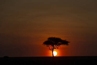 Afrikanischer Baum bei Sonnenuntergang, Masai Mara National Reserve, Kenia, Ostafrika, Afrika - RHPLF20802