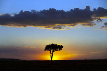 Afrikanischer Baum bei Sonnenuntergang, Masai Mara National Reserve, Kenia, Ostafrika, Afrika - RHPLF20803