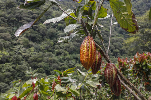 Kakaoplantage im Intag-Tal, Ecuador, Südamerika - RHPLF20804