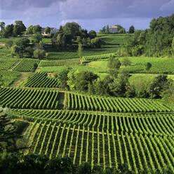 View over vineyards, Saint Emilion, Nouvelle Aquitaine, France, Europe - RHPLF20806