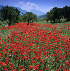 Red poppies growing in the Umbrian countryside, Umbria, Italy, Europe - RHPLF20810
