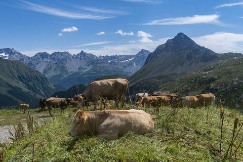 Kühe auf dem Bernina Gebirge, St. Moritz, Engadin, Graubünden, Schweiz, Europa - RHPLF20850