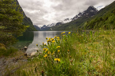 Löwenzahn und schneebedeckte Berge umgeben den Briksdalsee, Stryn, Vestland, Norwegen, Skandinavien, Europa - RHPLF20890