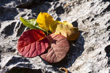 Spektrum der Herbstfarben auf gefallenen Blättern, die auf einer Steinoberfläche liegen - GIOF14261