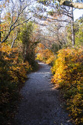 Rilke-Weg durch den Herbstwald - GIOF14263