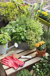 Various herbs cultivated in balcony garden - GWF07269