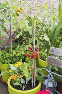 Kirschtomaten im Balkongarten angebaut - GWF07273