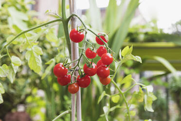 Cherry tomatoes cultivated in balcony garden - GWF07274