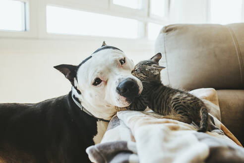 Kitten playing with dog on sofa at home - MIMFF00734