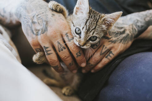 Man with tattooed hands holding kitten at home - MIMFF00735