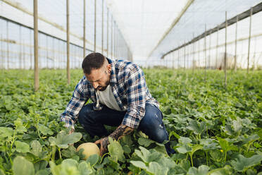 Landwirt arbeitet im Melonenfeld im Gewächshaus - MIMFF00738