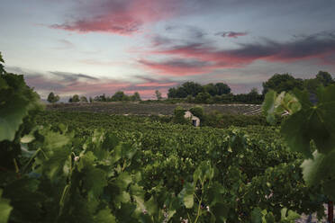 Blick auf eine ruhige, idyllische Weinberglandschaft, Provence, Frankreich - FSIF05899