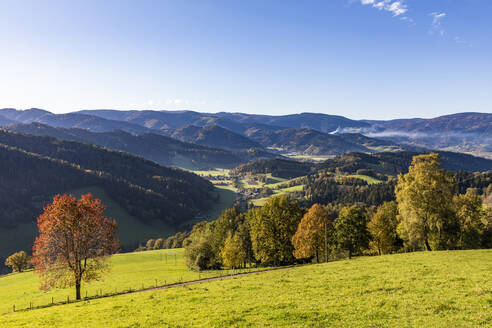 Blick auf herbstliche Hügel im Schwarzwald - WDF06684