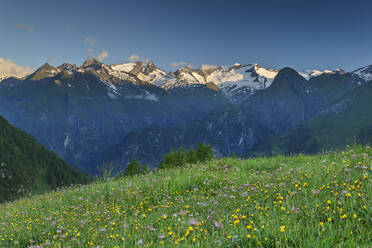 Frühlingshafte Wiese im Nationalpark Hohe Tauern - ANSF00086