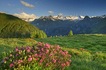 Frühlingshafte Wiese im Nationalpark Hohe Tauern - ANSF00087