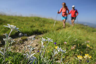 Edelweißblüten (Leontopodium nivale), die im Freien wachsen, mit zwei Wanderern im Hintergrund - ANSF00095