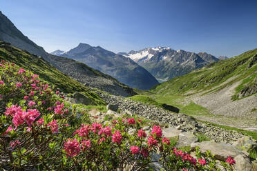Rosenblüte im malerischen Tal der Zillertaler Alpen - ANSF00106