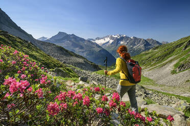 Wanderin vorbei an blühenden Rosen im malerischen Tal der Zillertaler Alpen - ANSF00107