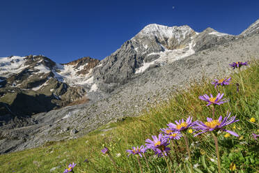 Pink daisies blooming on ridge of Konigspitze - ANSF00117